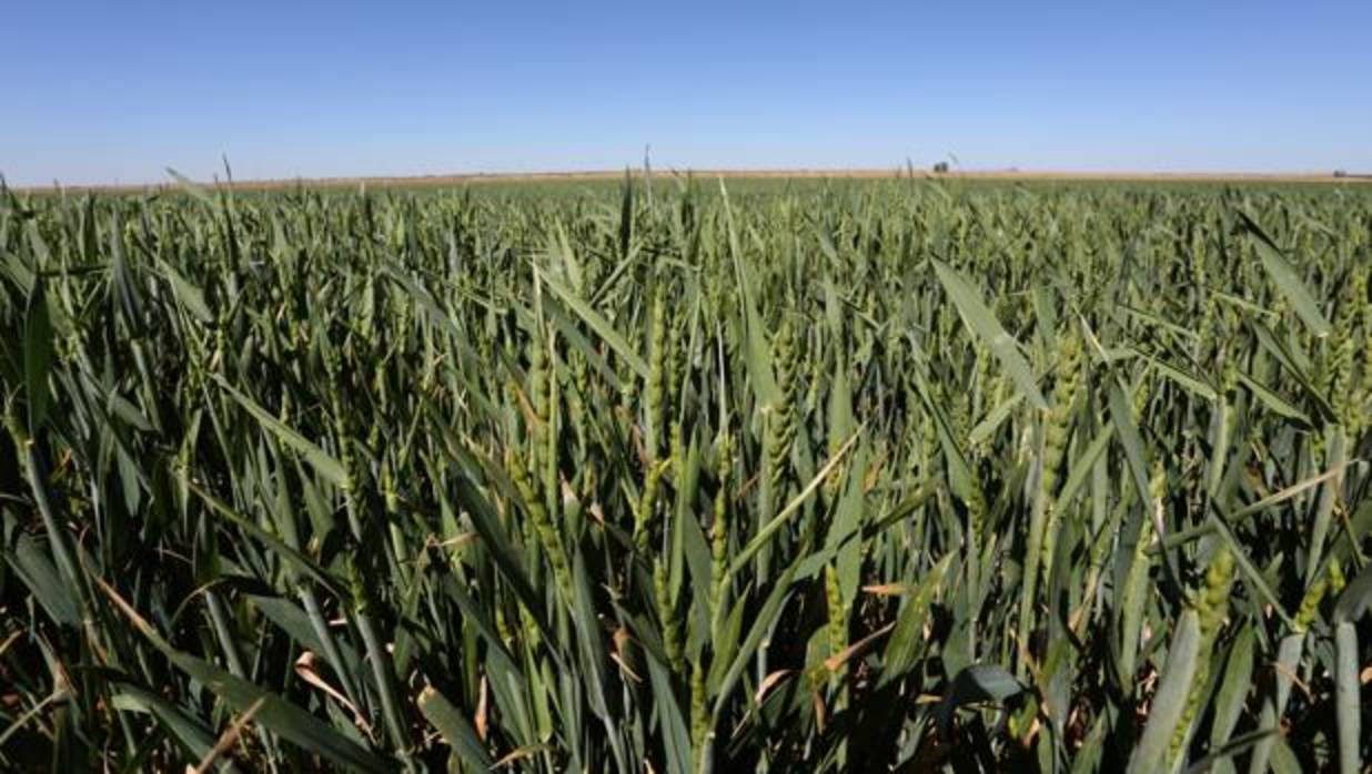 Imagen de archivo de un cultivo de trigo en Palencia