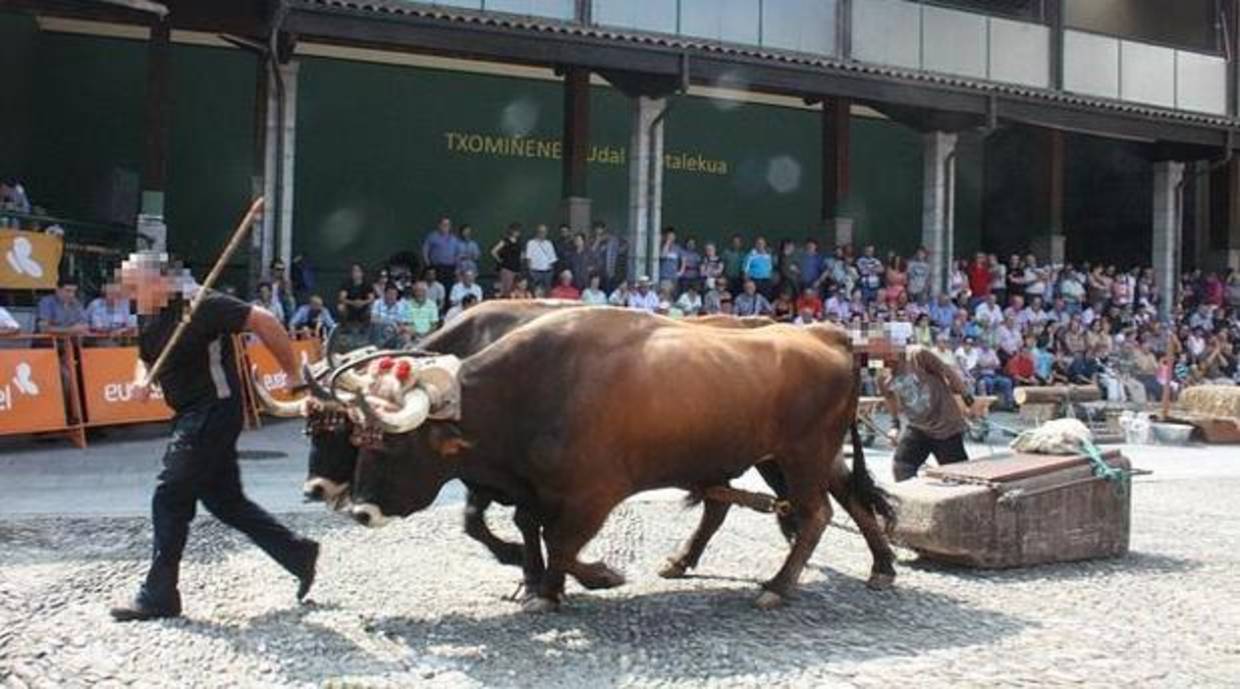 Investigan a dos ganaderos por dopar a sus bueyes en una competición de arrastre de piedras