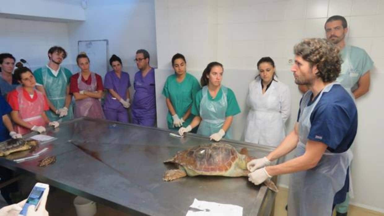 Imagen del taller de tortugas