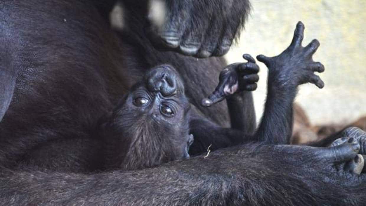Imagen del bebé gorila