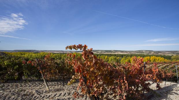 Inventan el primer vino que no levanta dolor de cabeza