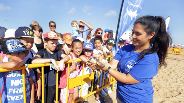 Seis tortugas de un nido de Sueca vuelven en el mar en Torrevieja