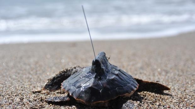 Tortugas bobas canarias que transmiten inteligencia