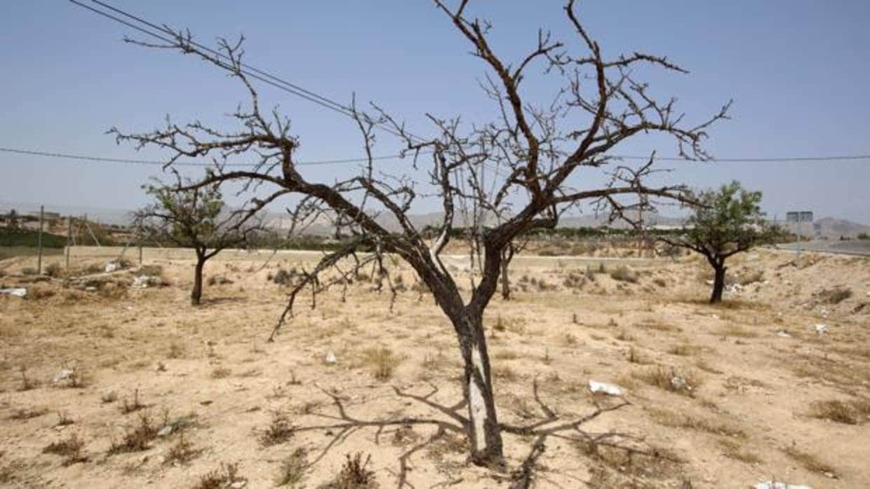 Imagen de la sequía en la Murada, Orihuela