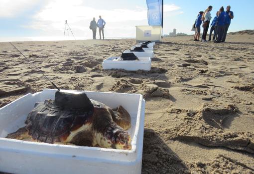 La Fundación Oceanogràfic suelta diez tortugas del nido de Sueca criadas en el Arca del Mar