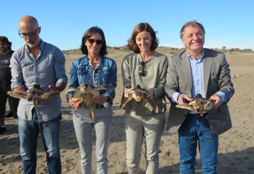 La Fundación Oceanogràfic suelta diez tortugas del nido de Sueca criadas en el Arca del Mar