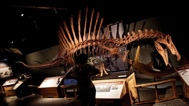 Un viaje al Cretáceo en el Museo de las Ciencias de Valencia