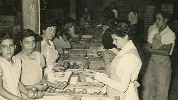 El emotivo vídeo sobre las mujeres canarias que empaquetaban tomates