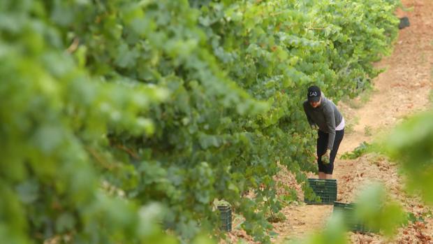 Tierra de León subirá el precio tras unas pérdidas del 70 por ciento