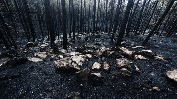 La furia del fuego da paso a un paisaje desolador en Galicia