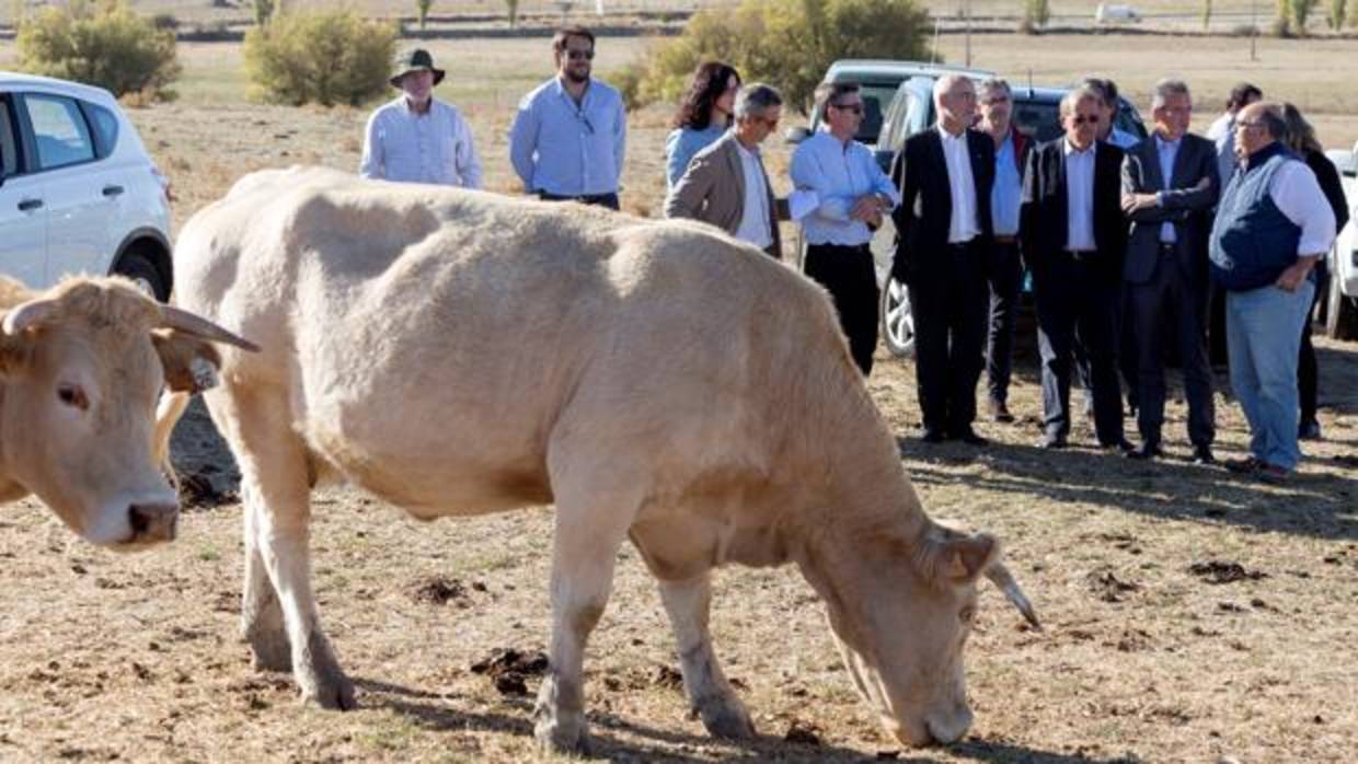 Miembros de la UE, en su visita a una explotación de ganado en Ávila