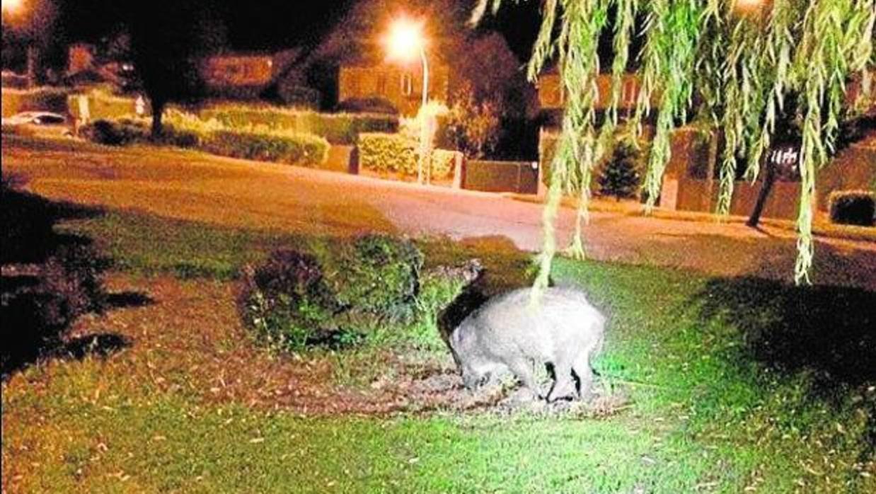 Un jabalí hozando en una urbanización de Las Rozas, en Madrid