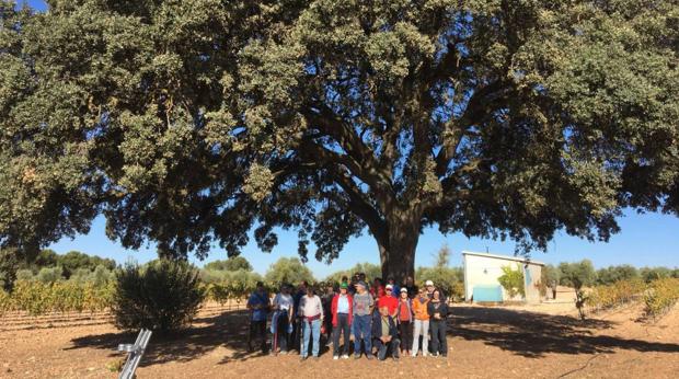 Quintanar de la Orden pone en marcha la Ruta de la Encina