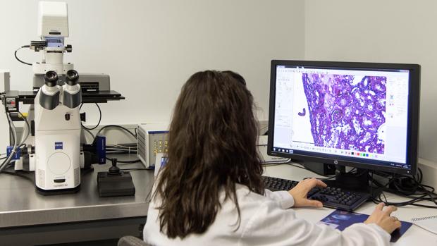 Identifican un gen que ayuda a frenar uno de los cánceres pediátricos más frecuentes