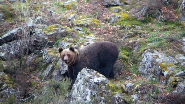 La Junta busca a un oso pardo que fue disparado durante una cacería en Palencia