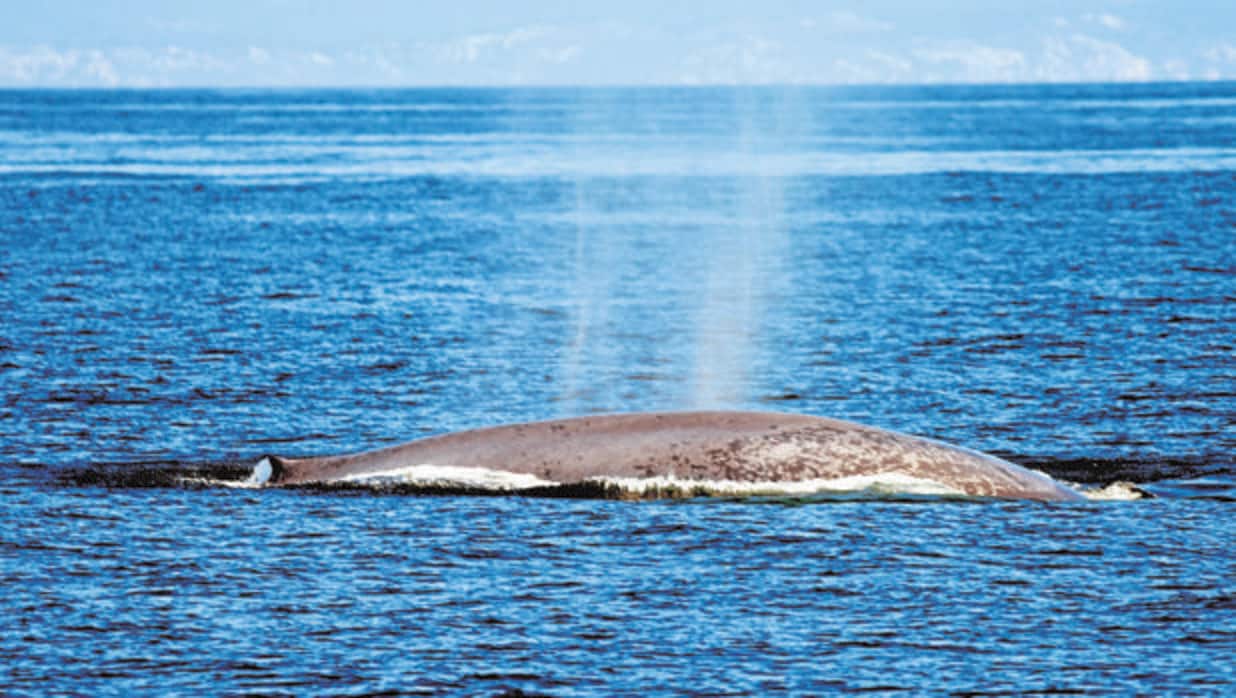 Un ejemplar de ballena azul, el animal más grande del planeta, avistado por los científicos del BDRI frente a Galicia