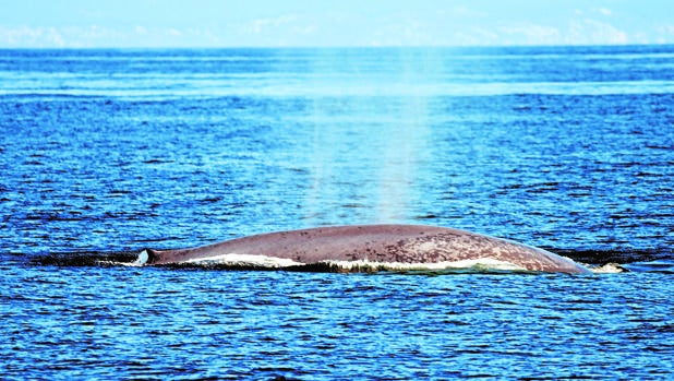 Las ballenas regresan a Galicia