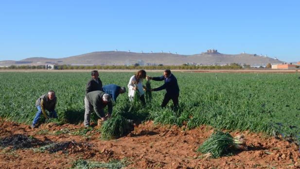 Una de las plantaciones de cebolletas que podrán ser vistadas este fin de semana