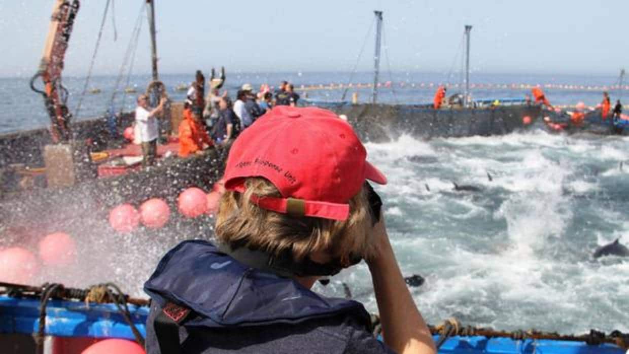 Canarias critica que se discrimine a flota insular en el reparto de cuota de atún rojo