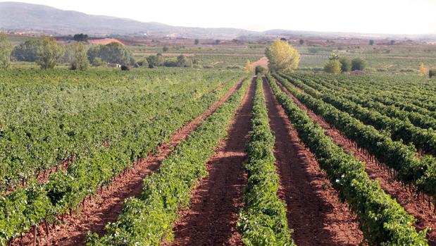 Del Tros al Plat arriba al «Divino Mercado» del Cabanyal amb la Ruta del Vi d'Utiel Requena