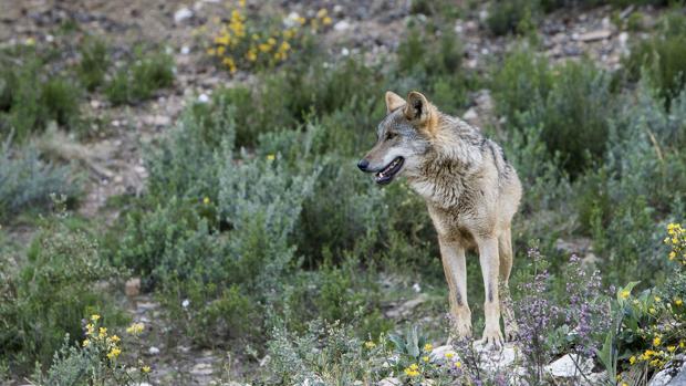 Nuevo ataque de lobos a un rebaño de ovejas en la Sierra Norte de Guadalajara