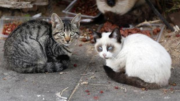 El Ayuntamiento de Cádiz selecciona a las 40 únicas personas que podrán alimentar a los gatos callejeros de la ciudad