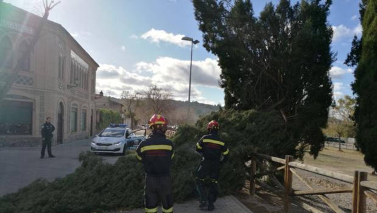 Un árbol caído cerca del Circo Romano en Toledo, en donde se han producido 14 incidencias