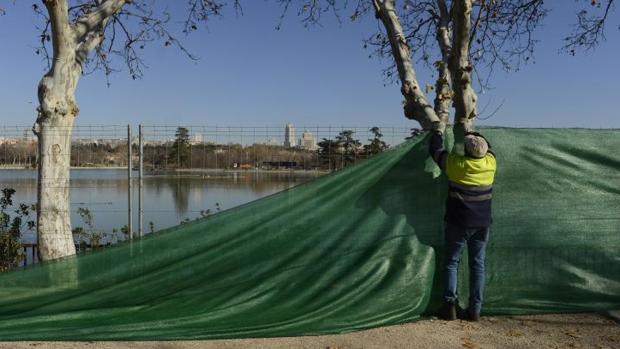 Vaciado del lago de la Casa de Campo: «Eutanasia» para 6,5 toneladas de peces