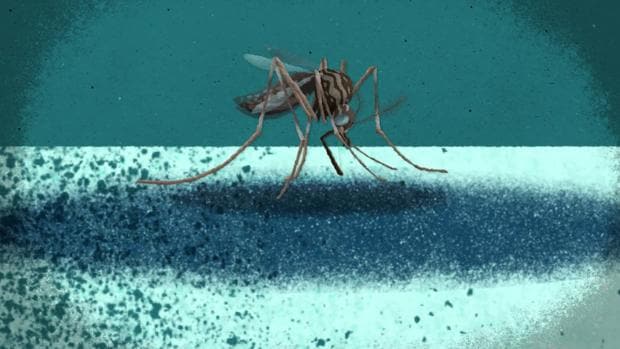 Canarias confirma la presencia del mosquito del Zika