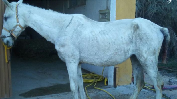 Sacrifican una yegua abandonada y enferma con problemas para sostenerse en pie en Elche