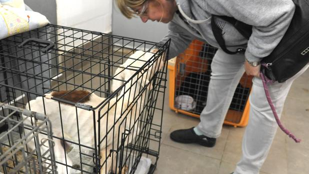 El Consell convoca ayudas de 105.000 euros a asociaciones protectoras de animales para 2018