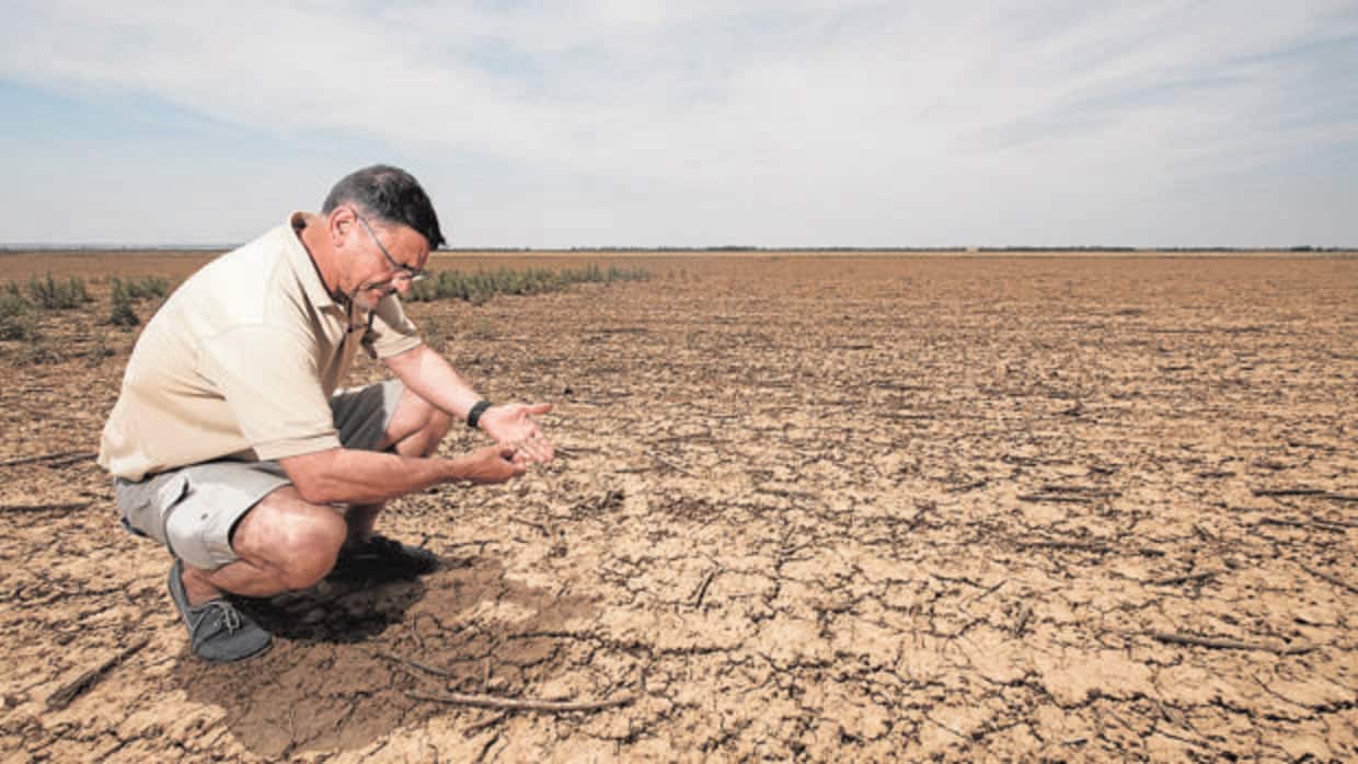 La sequía es la principal causa de las pérdidas en el campo