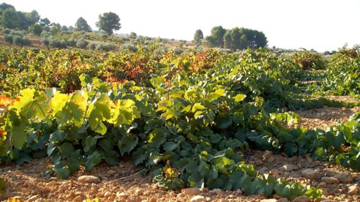 Viñedo en Castilla-La Mancha