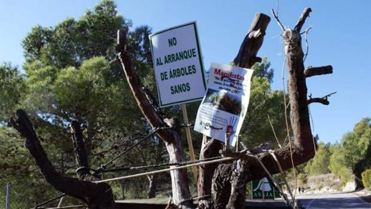 Afectados por la xylella presentarán un contencioso contra el arranque de árboles sanos