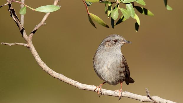 Cabañeros, el tercer parque nacional con más aves