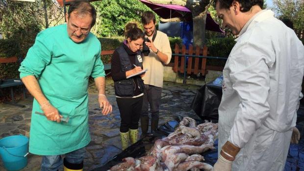 Autopsia a un calamar gigante: víctima de un combate por alimento