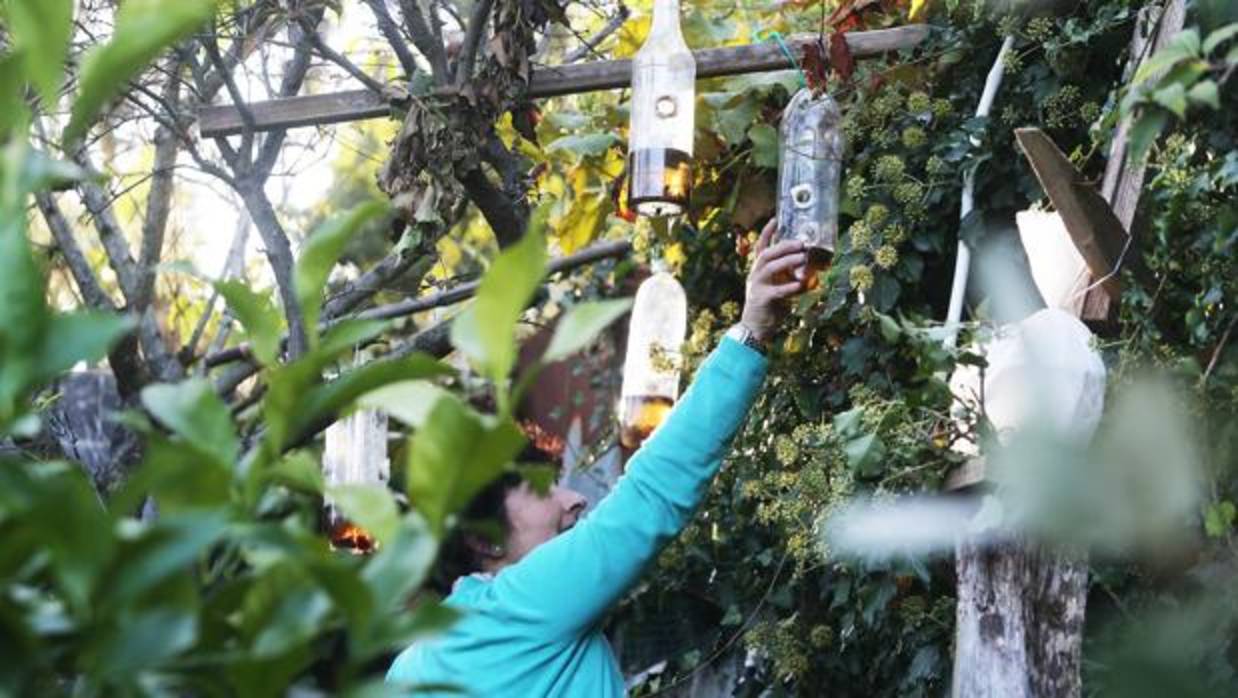 Una mujer coloca una trampa casera para capturar avispas velutinas cerca de su vivienda