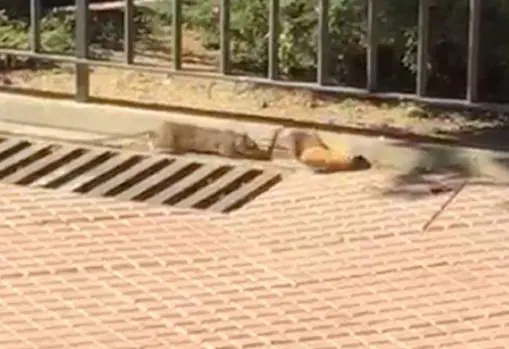 Una rata sale de una alcantarilla en Alcalá