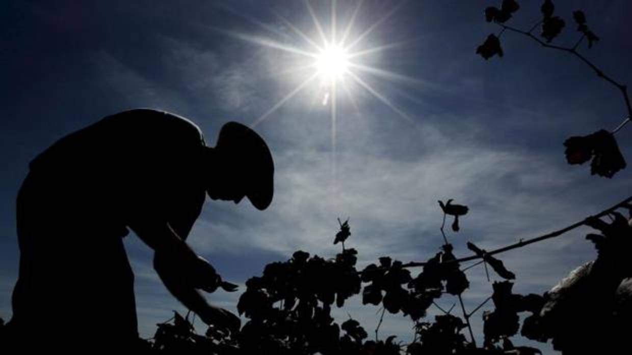 La uva es uno de los cultivos excluidos de las ayudas europeas, tras la reforma de la PAC