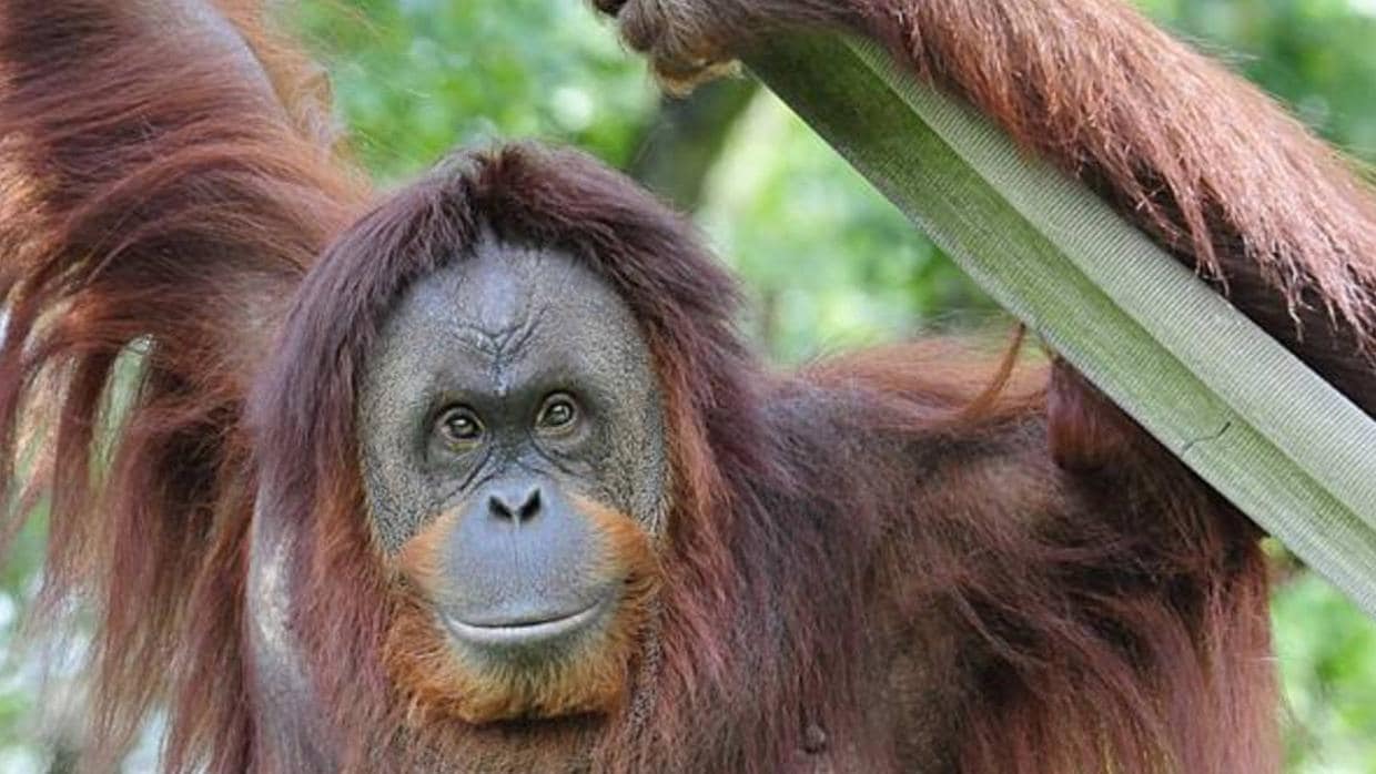 Hay 384 orangutanes en zoos europeos