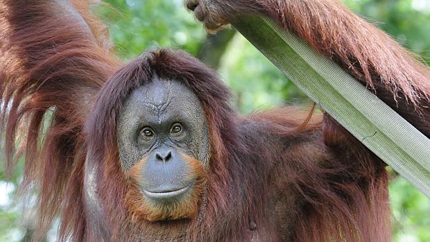 Los animalistas denuncian la doble moral del Zoo de Barcelona con los orangutanes y el aceite de palma