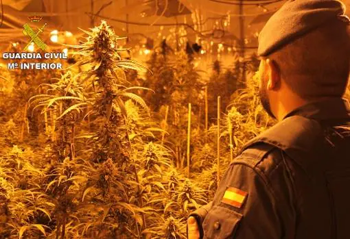 Plantación de marihuana en Chiva