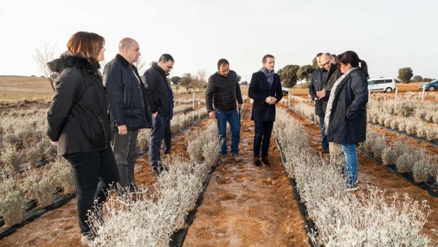 La plantación experimental de guayule de Santa Cruz, la más grande de Europa