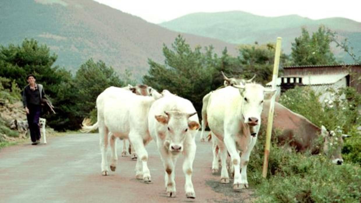 Vacas en un pueblo del Pirineo aragonés