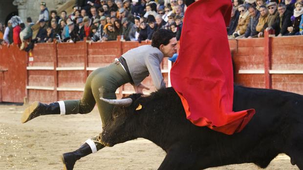 Herido un novillero en el Carnaval del Toro de Ciudad Rodrigo