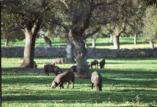 Cerdos, en una finca