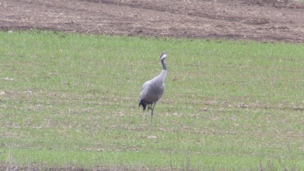 Una grulla radiomarcada en Estonia, de nombre Liiva, inverna en Las Tablas