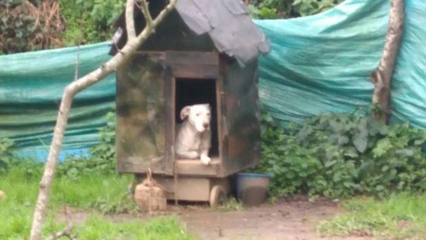 Denuncian la tortura de un perro encadenado de manera «perpetua» en La Coruña