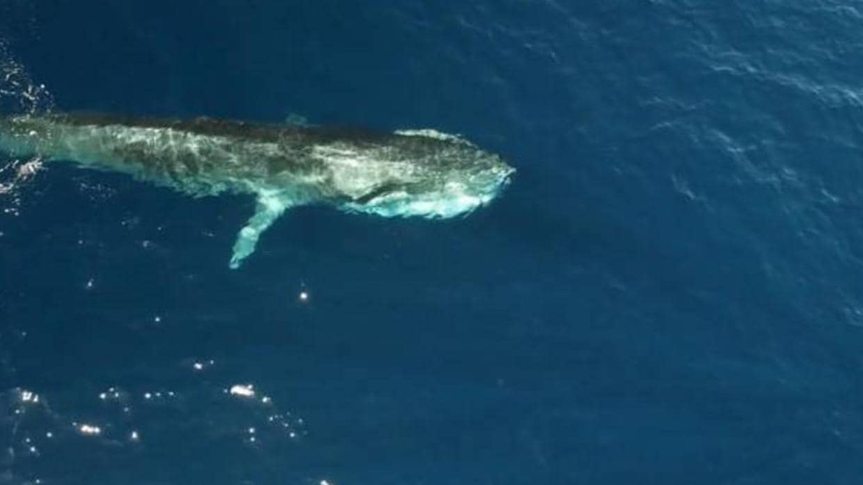 Una de las ballenas vistas el año pasado en el Mediterráneo