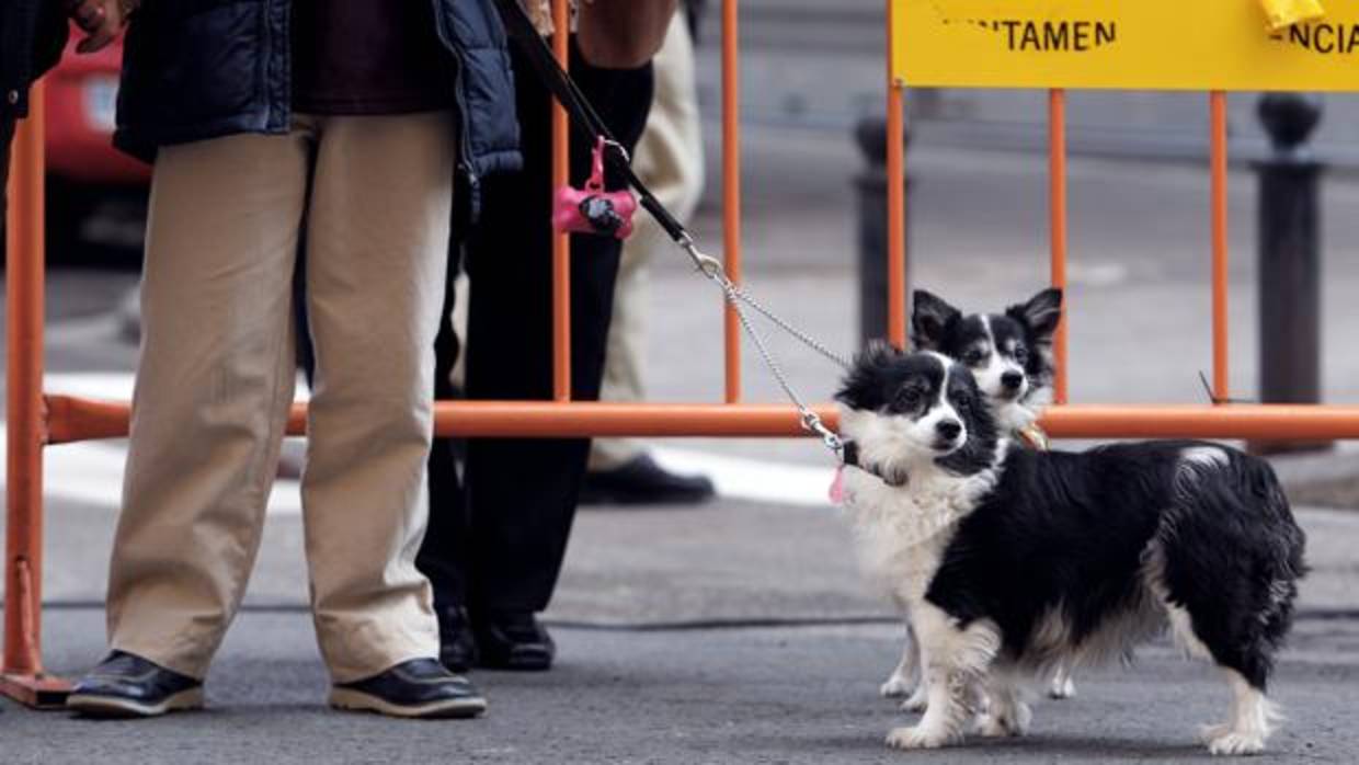 Imagen de dos perros en las calles de Valencia